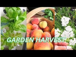 Another Peach Harvest 🍑 +  What's Growing Indoors + Never Stop Growing!