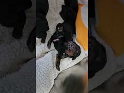 HUGE Litter of Rottie pups! Emergency C-spay #puppy #dog #puppies #rottie #vetmed #rottweiler #cats