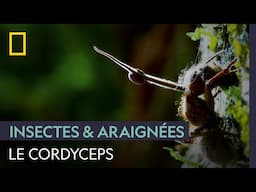 Ce champignon infeste les fourmis et les transforme en zombies