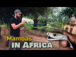 The FIRST Black Mamba Found in Guinea - Africa Expedition