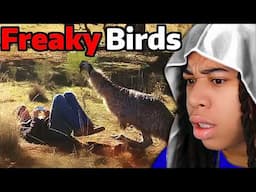 These Birds ONLY Want To BREED With HUMANS..