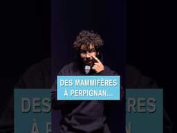 DES MAMMIFÈRES À PERPIGNAN - Redouane Bougheraba #humour #standup #sketch
