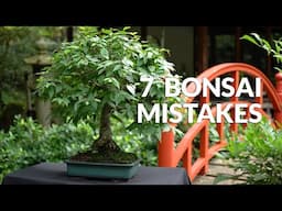 7 Rookie mistakes in Bonsai