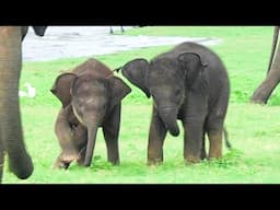 Cuteness Overload! Adorable Baby Elephants playing together and enjoying their freedom