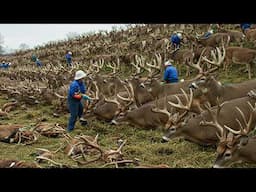 Harvesting Millions Tons Of Deer Velvet And Venison – Processing Deer In The Factory