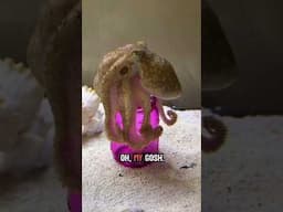 How Smart Is An Octopus?