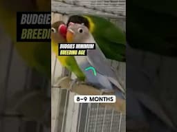 What is the breeding age of Lovebirds, cockatiel  & budgies
