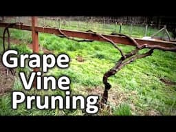 Grape Vine Pruning
