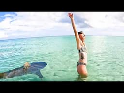 9 Mins That'll Change How You See Tiger Sharks