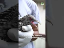 Another successful rescue and release, this time of an Asian Koel trapped on a balcony.