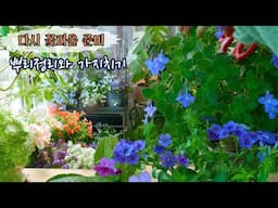 식물을 아낀다면 지금 가지치기를 하세요/다시 꽃피울 준비, 뿌리정리와 가지치기/ 식물도 리셋이 필요해요!
