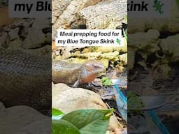 Meal prep SKINK food with me! #bluetonguelizard #skink #reptiles #lizard
