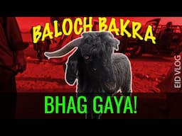 BAKRA BHAG GAYA | Eid Vlog