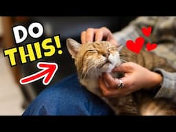 10 Secret Petting Spots Your Cat LOVES