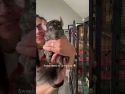 What else do you want to know about chins?! 😶‍🌫️ #chinchilla #pets #faq #shorts