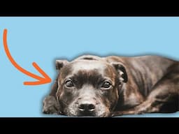 9 Crucial Mistakes to Avoid for Your Staffy’s Emotional Well-Being
