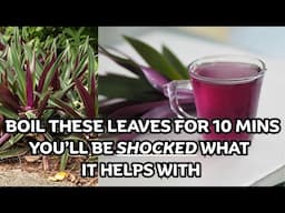 This Common Garden Plant Can Heal You | Moses-in-the-Basket Medicinal Uses | Earth's Medicine