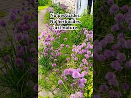 No Poisons. Just Bees 🐝