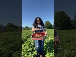 Strawberry U Pick Season 2025