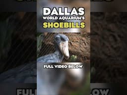 The Dallas World Aquarium's LEGENDARY Shoebills #shorts