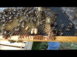 Follow up 7 days after inserting a double screened bottom board in a bee hive.