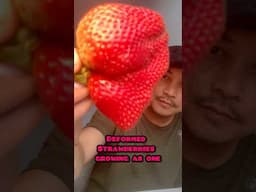 $2 for PACK of Strawberries OR $20 for 1 Single Erewhon Strawberry? 🍓