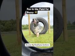 Fun in the Dog Field for Buzzy 🐝 #englishsetter #doglife