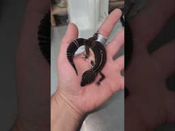Leopard Geckos to trending songs 🥳🎶
