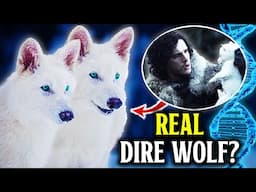 They Didn’t Bring Back Dire Wolves… They Created Something Else