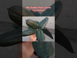 Stop Rubber Plant Yellow Leaves Issues - Rubber Plant Care Indoors