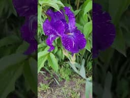 Batik Iris Blooming - First Iris of the Year #springflowers