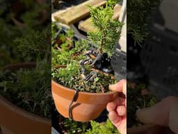 Comment je cultive mes genévriers Chinensis Itoigawa ?
