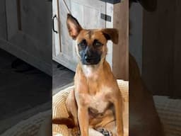 What’s up with his ears!? #k9 #cattledog #rescue