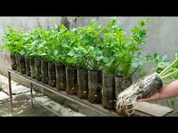 With just a few small plastic bottles, you can effortlessly grow vibrant, healthy celery at home!