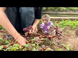 Smart monkey Abi helps mom prepare dinner