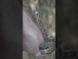 Finding A Thorn Scrub Ratsnake Under Tin!