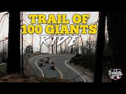 Riding to California's Trail of 100 Giants