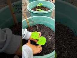 Planting Vegetables #viralshort #gardening #viralvideo #vegetables #viral #organicgardening #viral