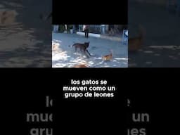 Gatos coordinan ataque contra perro
