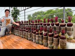 No Garden? You'll Regret Missing This Super Easy Way to Grow Beets!