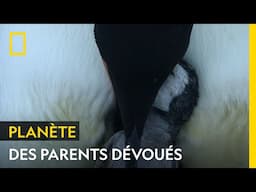 Les manchots empereurs, parents dévoués