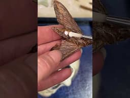 Doing what with bugs??!?
