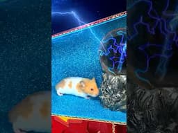 Hamster in space #hamsters #hamsterstories #hamstersmart