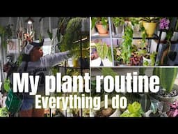 My Full Houseplant Routine: how I maintain my houseplants year round