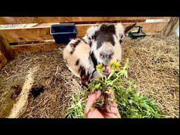 Goat Recovery: Cautiously Optimistic Cookie Update VLOG #7