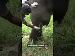 Explosive Pus Burst from Elephant's Gunshot Wound!