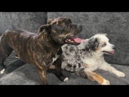 Our Staffy’s Doggy Door Secret LEAKED – Now the Neighbor’s Dog Visits EVERY DAY!