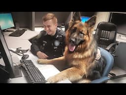 If You Don’t Try Harder, These Dogs Might Replace You! 😲 Funniest Dog Ever!