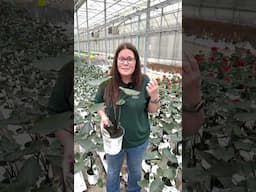 Plant Of The Day: Coffee Cups 30% Off (June 11, 2025)