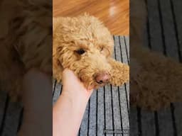 Ginger Doodle has a spa day 😍. #goldendoodle #doodles